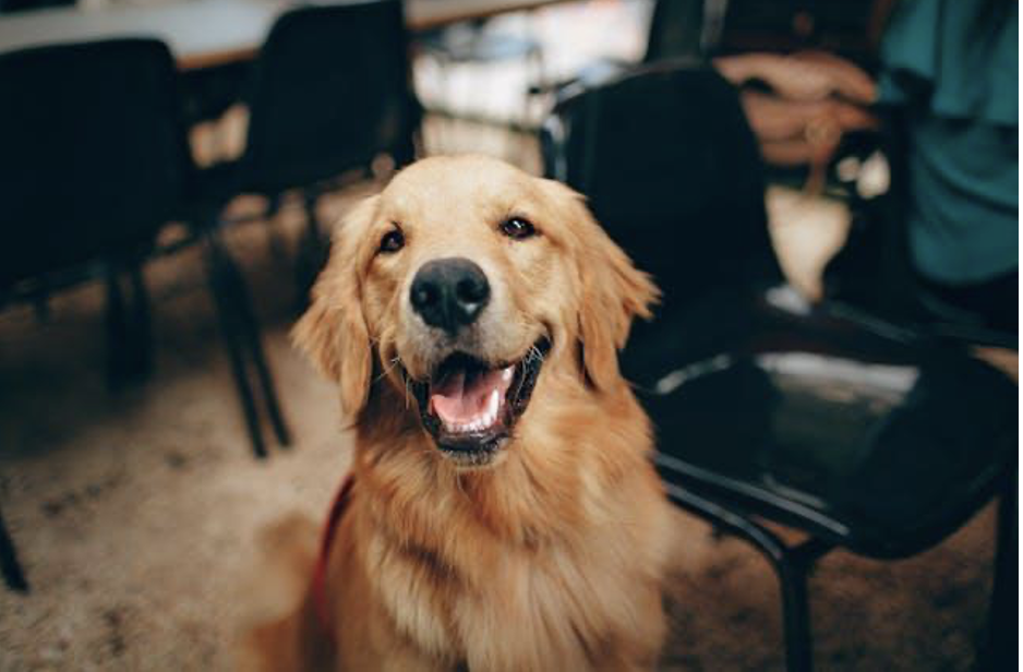 Benefits of Australian Premium Dog Food: Health & Value